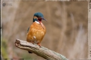 eisvogel paarung