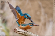 eisvogel paarung