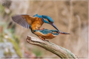 eisvogel paarung