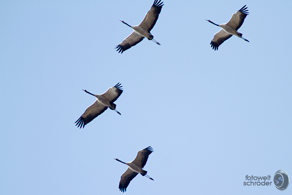 Fliegender Kranich Fotowelt Schroder Fotos Und Mehr