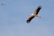 fliegender Storch