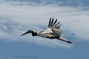 fliegender Storch