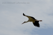 fliegender Storch