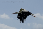 fliegender Storch