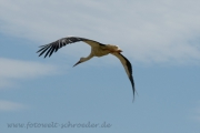 fliegender Storch