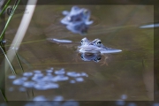 blauer Moorfrosch