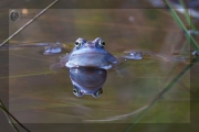 blauer Moorfrosch