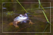 blauer Moorfrosch