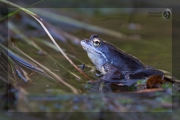 blauer Moorfrosch