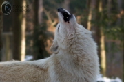 Polarwolf