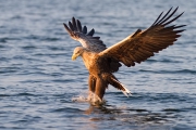 Seeadler