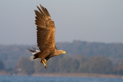 Seeadler 52