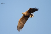 Seeadler