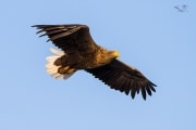 Seeadler