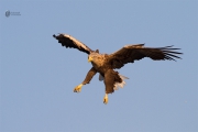 Seeadler