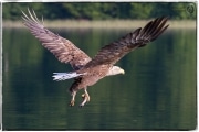 Seeadler mit Beute