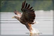 Seeadler beim Beute greifen