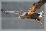 Seeadler im Flug