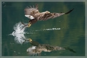 Seeadler - Jagterfolg