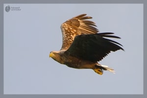 Seeadler in der Morgensonne