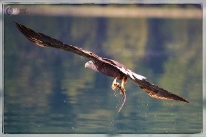 Seeadler