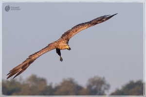 Seeadler