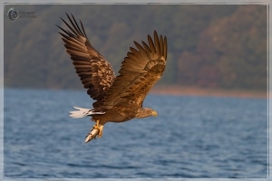 Seeadler mit Hecht