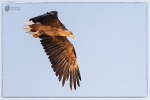 Seeadler