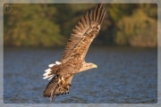 Seeadler mit Aal