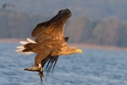 Seeadler mit Hecht