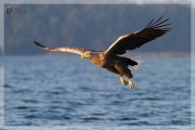 Seeadler