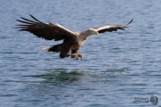 Seeadler