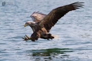 Seeadler