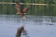 Seeadler