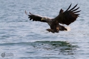 Seeadler