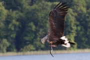 Seeadler