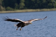 Seeadler