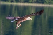 Seeadler