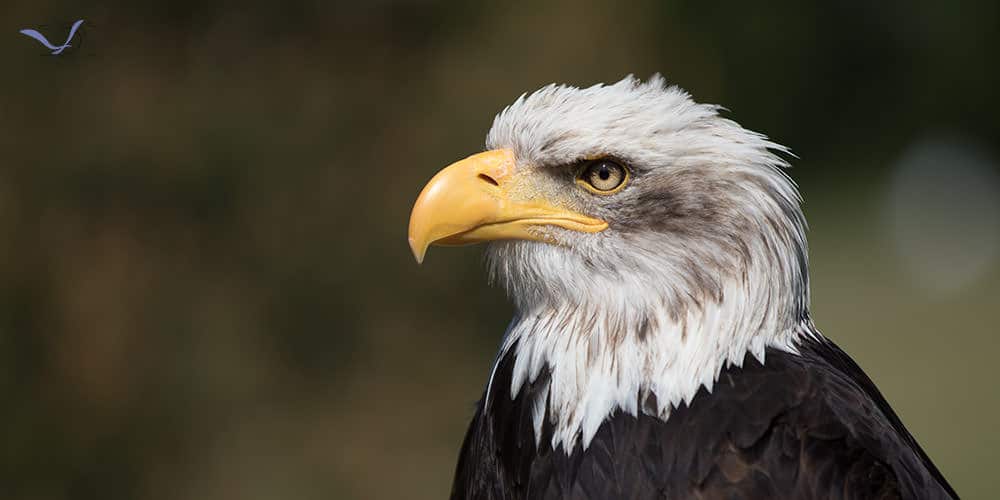 Weißkopfseeadler