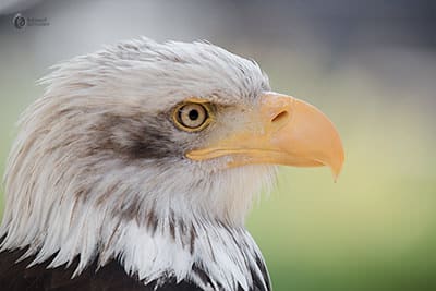 Weißkopfseeadler