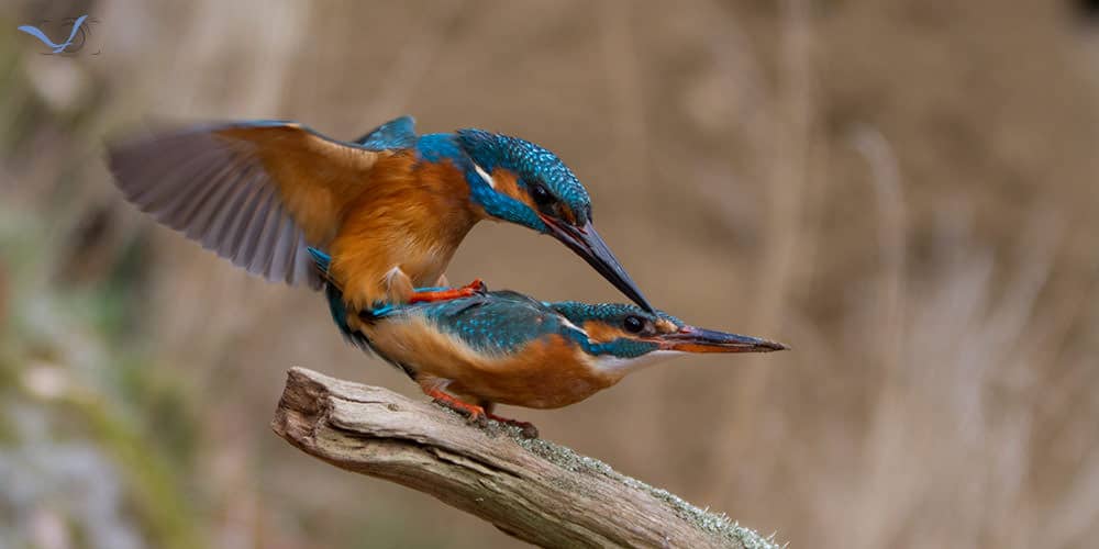 Eisvogel Paarung